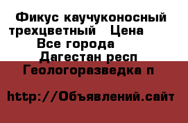 Фикус каучуконосный трехцветный › Цена ­ 500 - Все города  »    . Дагестан респ.,Геологоразведка п.